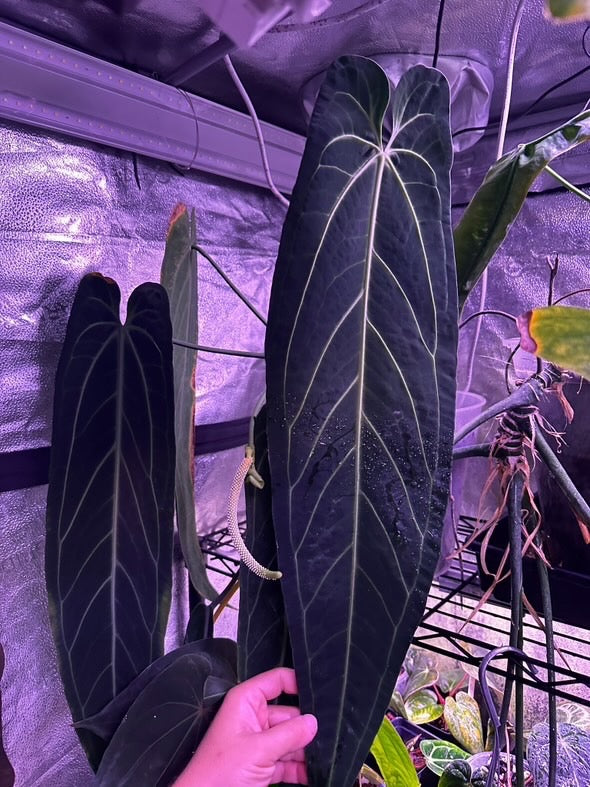 (#828) *narrow* Anthurium gx. "World War"
