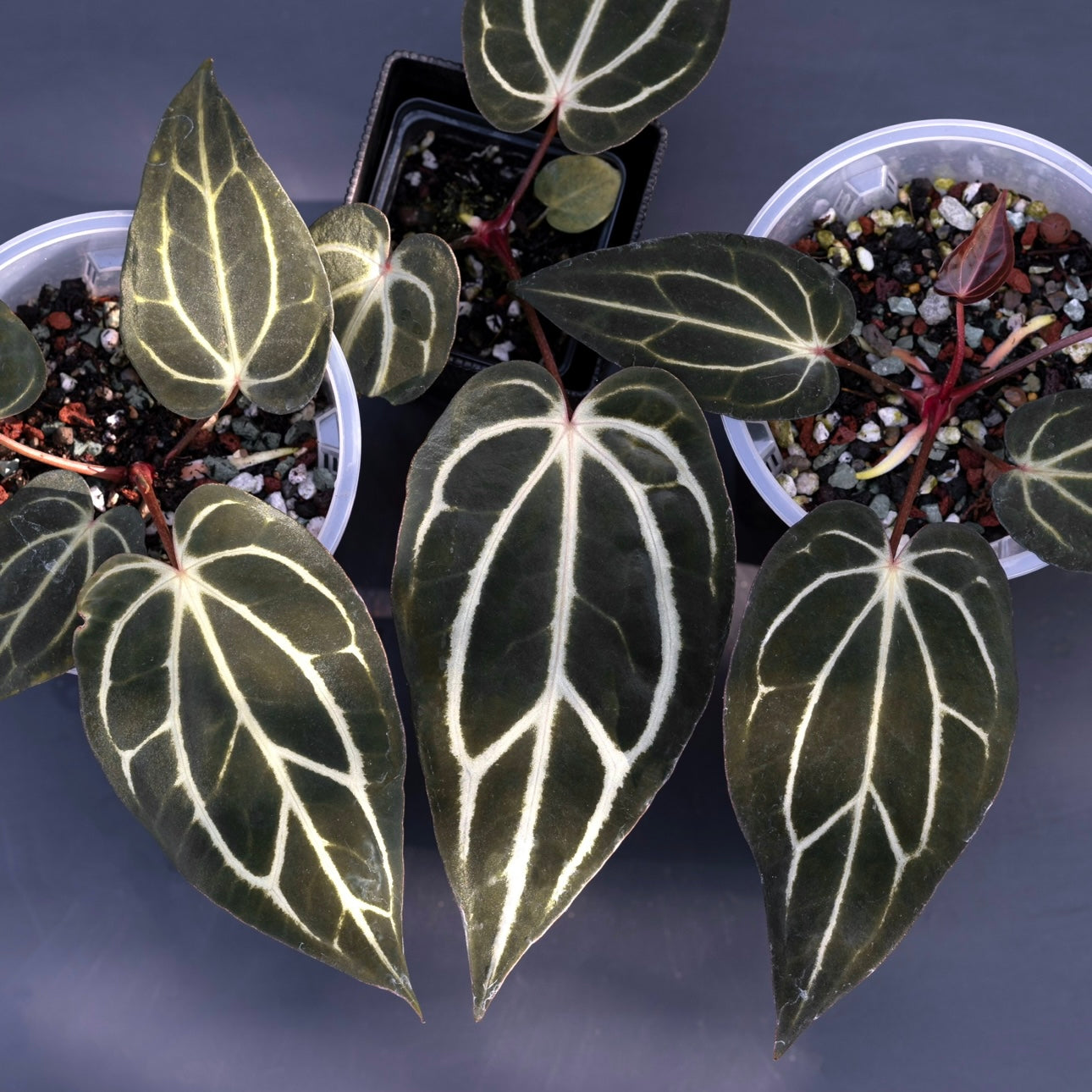 (#842) *select* Anthurium carlablackiae “T1” x carlablackiae "PM1"