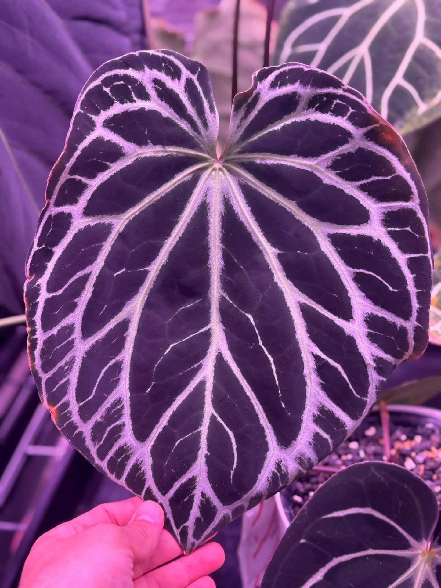 (#843) Anthurium carlablackiae (Round x GPH #1) x "Heinz"