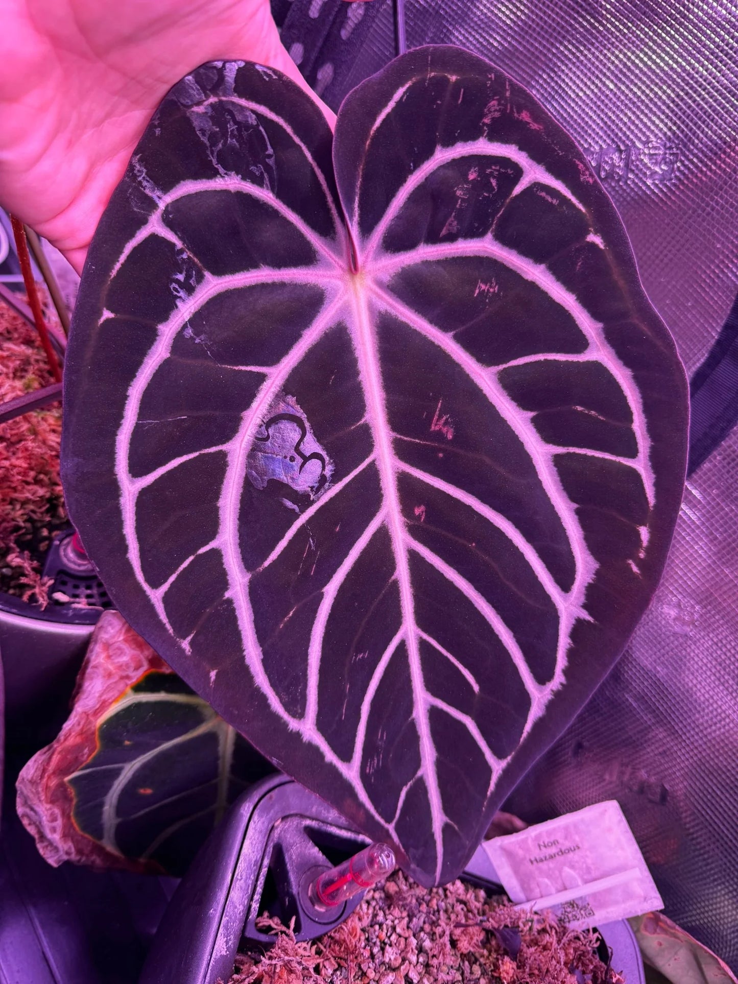 (#843) Anthurium carlablackiae (Round x GPH #1) x "Heinz"