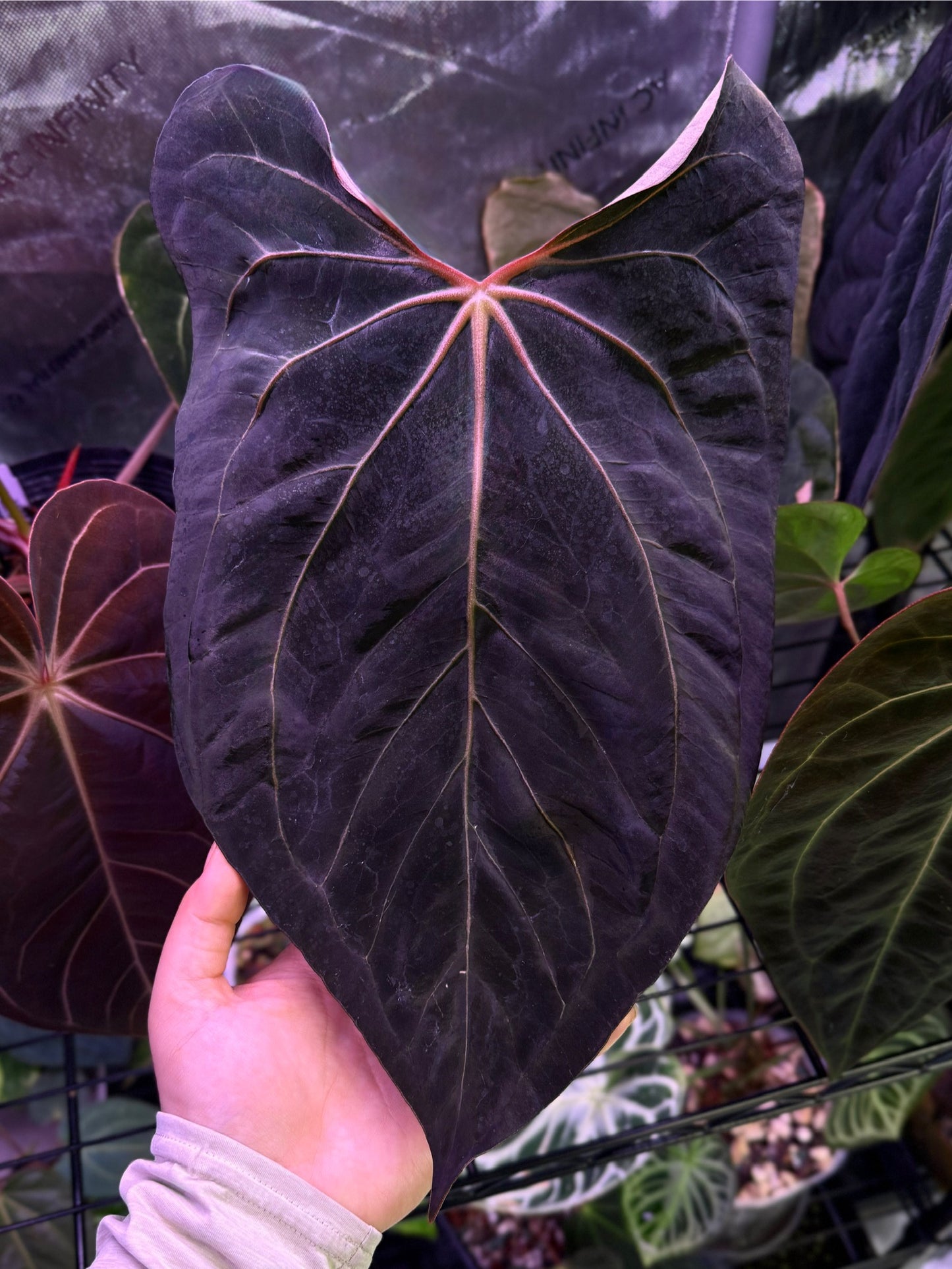 (#839) Anthurium FTG s1 x (carlablackiae x "Soul Reaper")