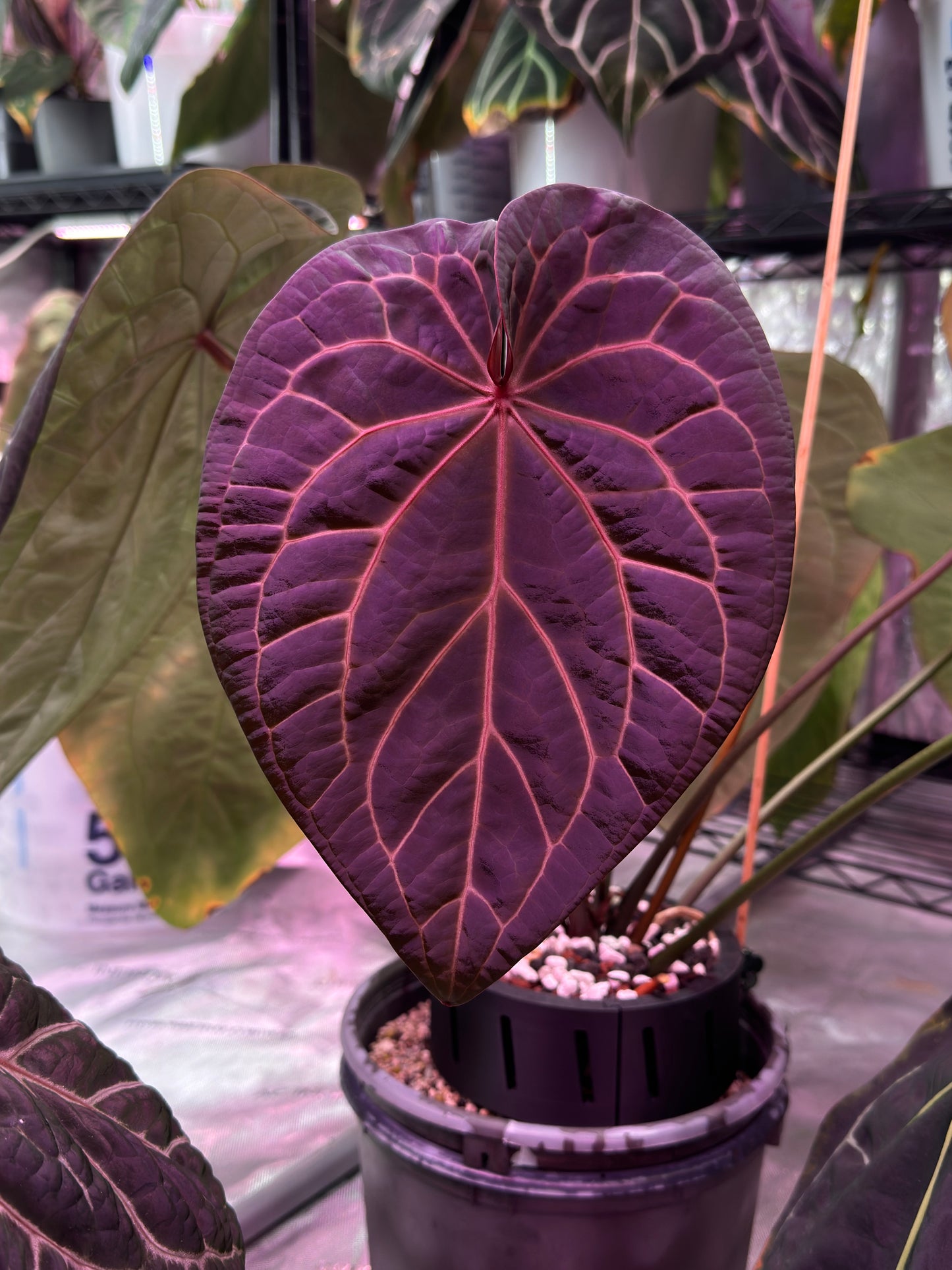 (#1464) Anthurium “Dark Web” self