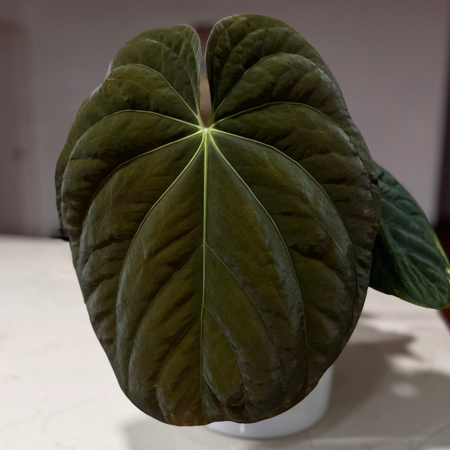 (#1547) Anthurium carlablackiae x antolakii (BVEP)