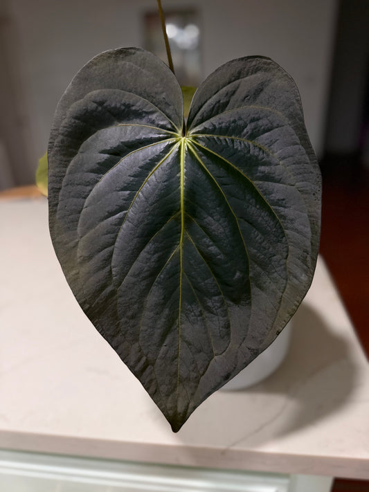 (#93) Anthurium (carla x (cerrocampanense x pap)) x carlablackiae