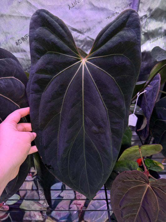 Growers choice: Anthurium ((papi x mag) x antolakii) x (carla x antolakii) seedling
