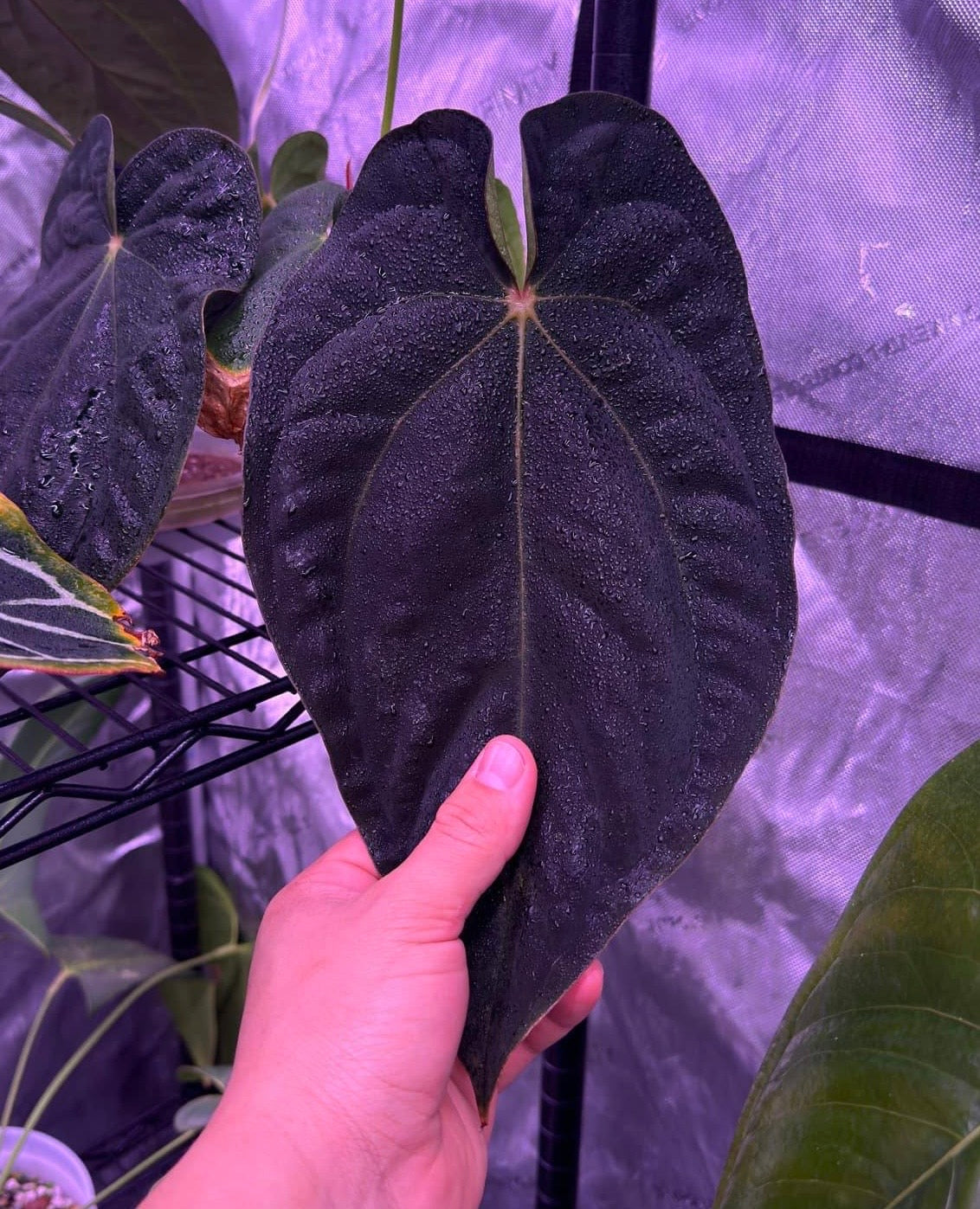 Growers Choice: Anthurium antolakii “T1” x antolakii “Tezula f4” seedling