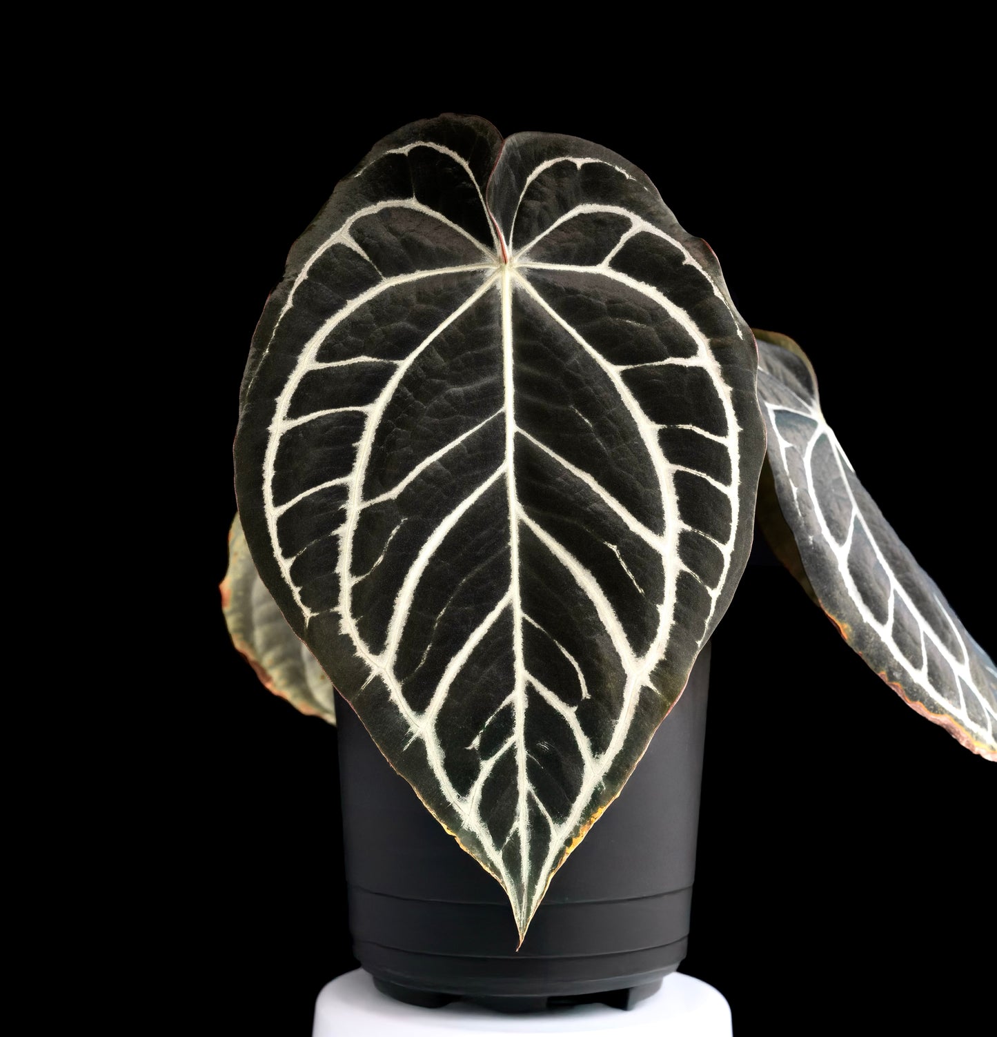 (#841) NEW Anthurium carlablackiae “T5” x carlablackiae "T2"