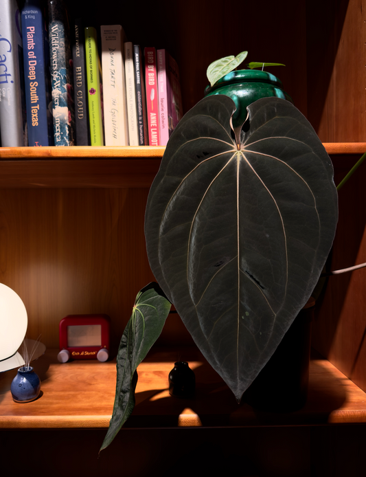 Growers choice: Anthurium ((papi x mag) x antolakii) x (carla x antolakii) seedling