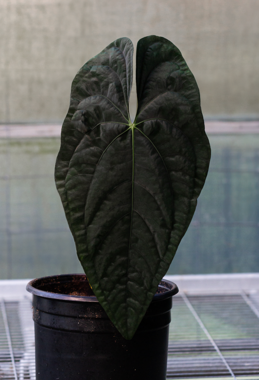 Growers Choice: Anthurium ("Ace of Spades" x BVEP) x papillilaminum "Voldemort" seedling