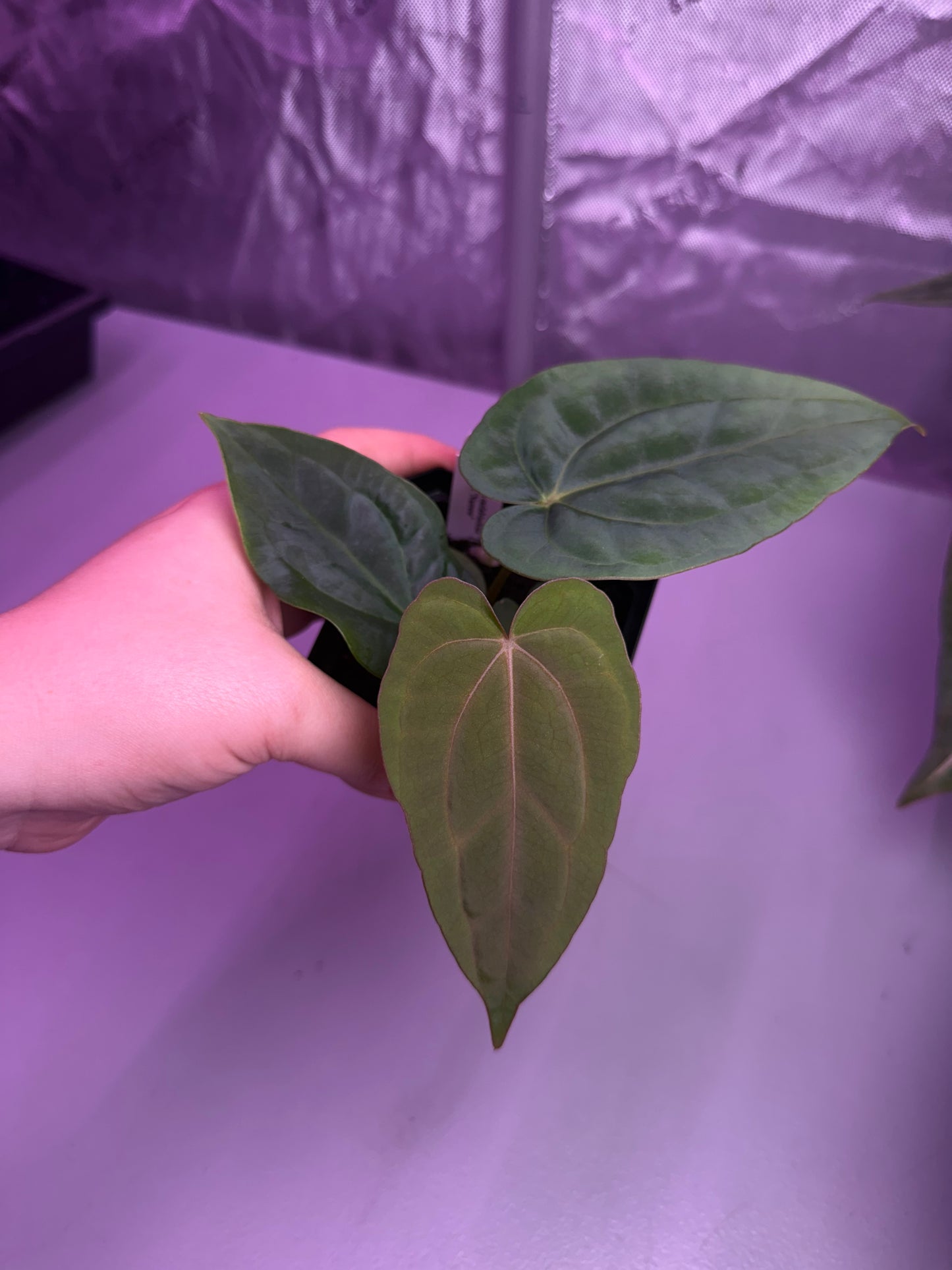 (#1455) Anthurium carlablackiae x dressleri RG