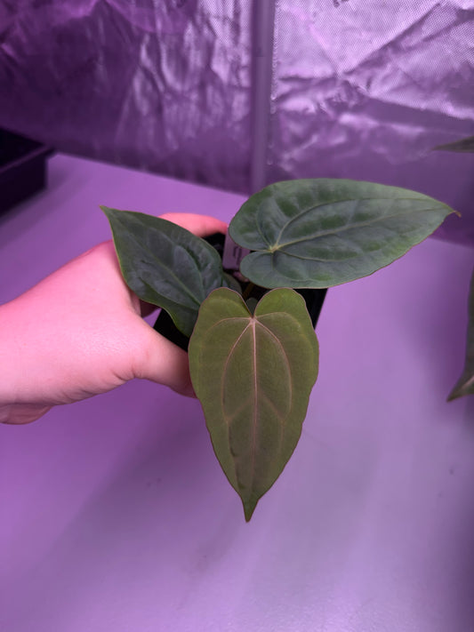 (#1455) Anthurium carlablackiae x dressleri RG