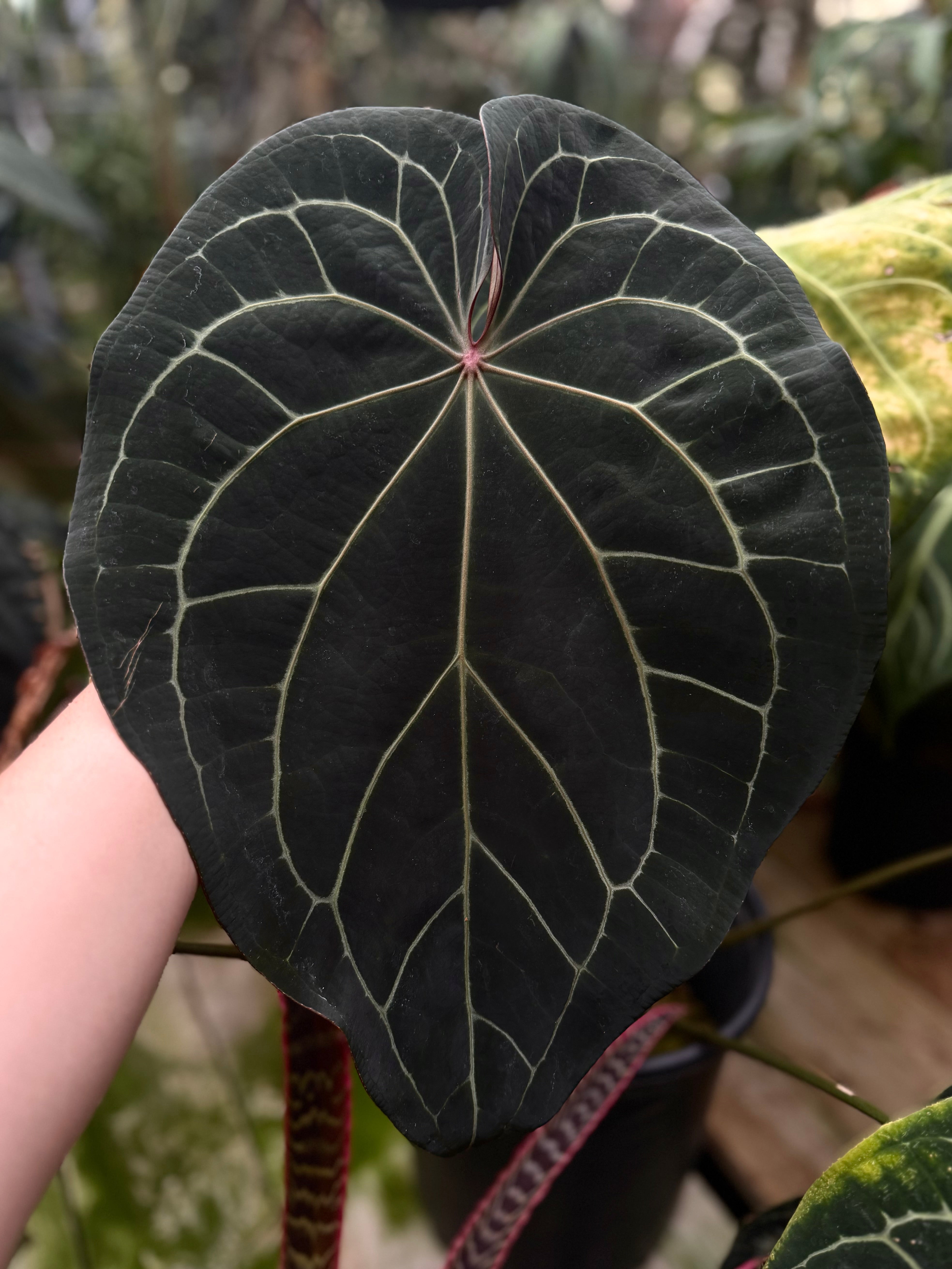 Anthurium antolakii (BVEP) – PhytoRot Plant Company
