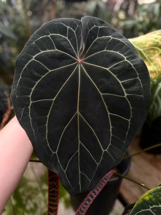Growers choice: A. “Dark Web” x BVEP RA5