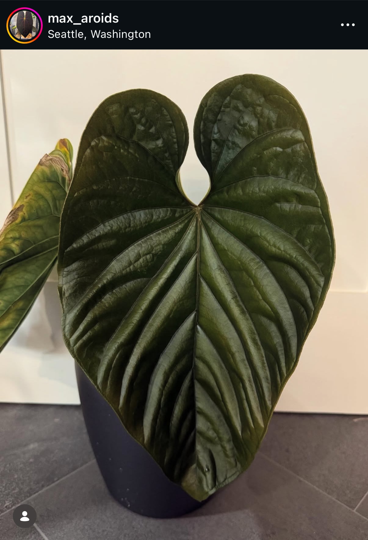 (#1462) Anthurium “Red Vein Dark Pheonix” x debilis by @Max_Aroids