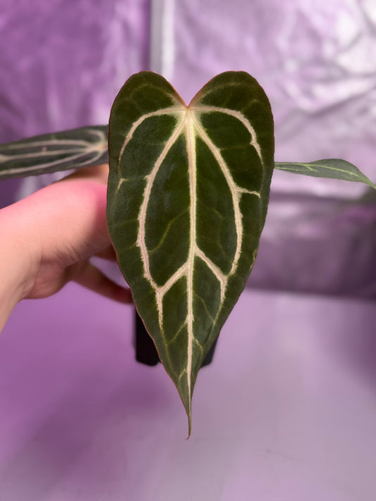 (#1449) Anthurium carlablackiae