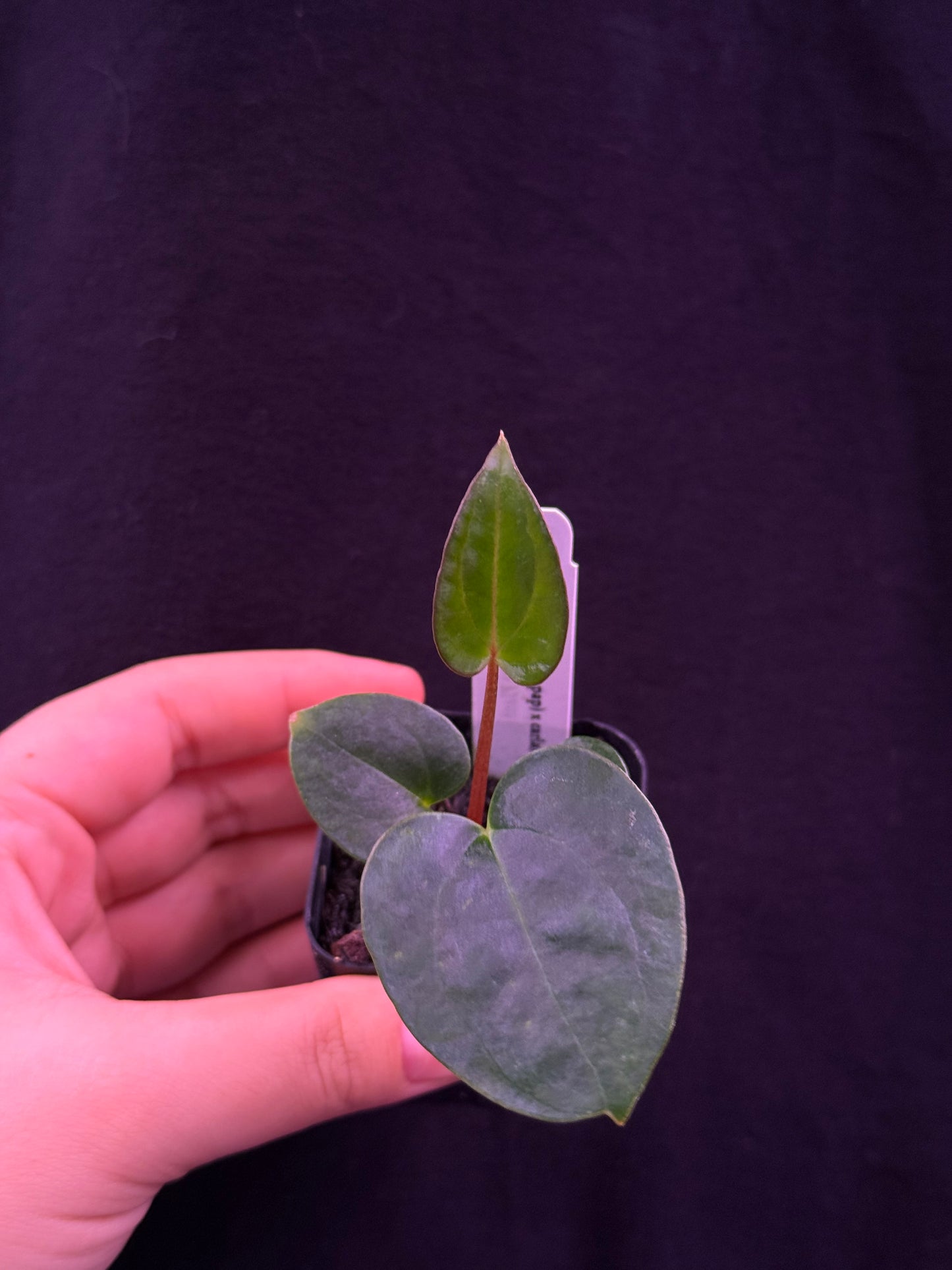 Growers choice: Anthurium (carla x (cerro x pap)) x carlablackiae (SKG) seedling