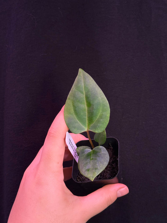 (#835) NEW Anthurium gx. "World Wide Web"
