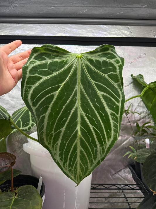 (#839) Anthurium FTG s1 x (carlablackiae x "Soul Reaper")