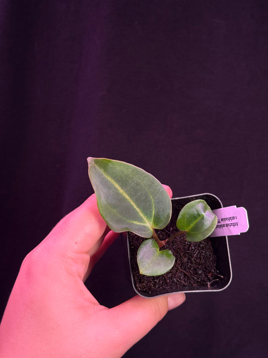 (#859) Anthurium carlablackiae “T1” x carlablackiae "PM1"