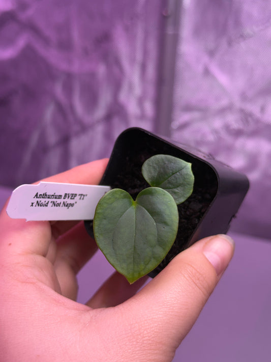 (#1459) ✨NEW✨Anthurium antolakii (BVEP) x NOID “Not Napo”
