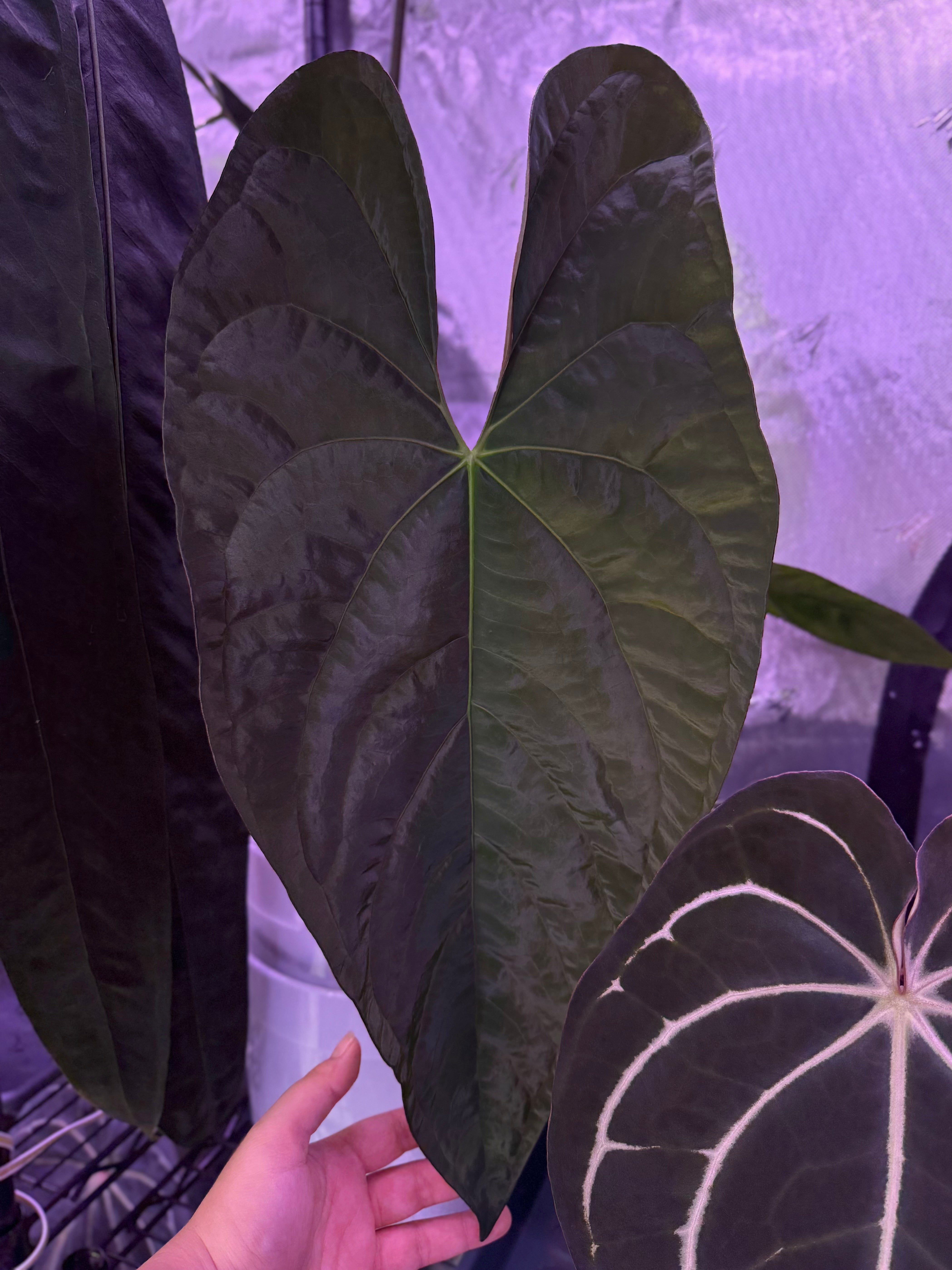 Growers choice: Anthurium papillilaminum “Ralph Lynam” clone x