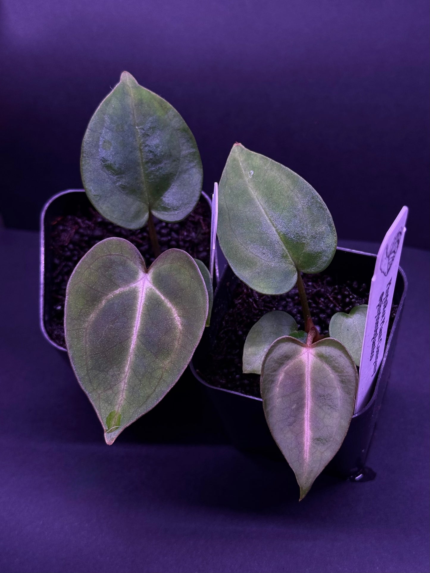 Growers choice: Anthurium carlablackiae (OG5 x RA4) x “T1” seedling