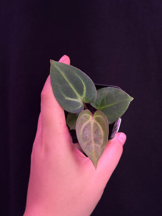 (#842) *select* Anthurium carlablackiae “T1” x carlablackiae "PM1"