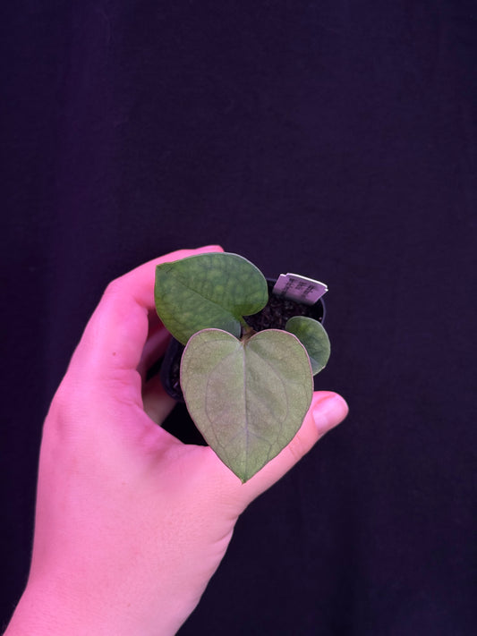 (#848) Anthurium "Huanuco Velvet" x gx. "Mr World Wide"