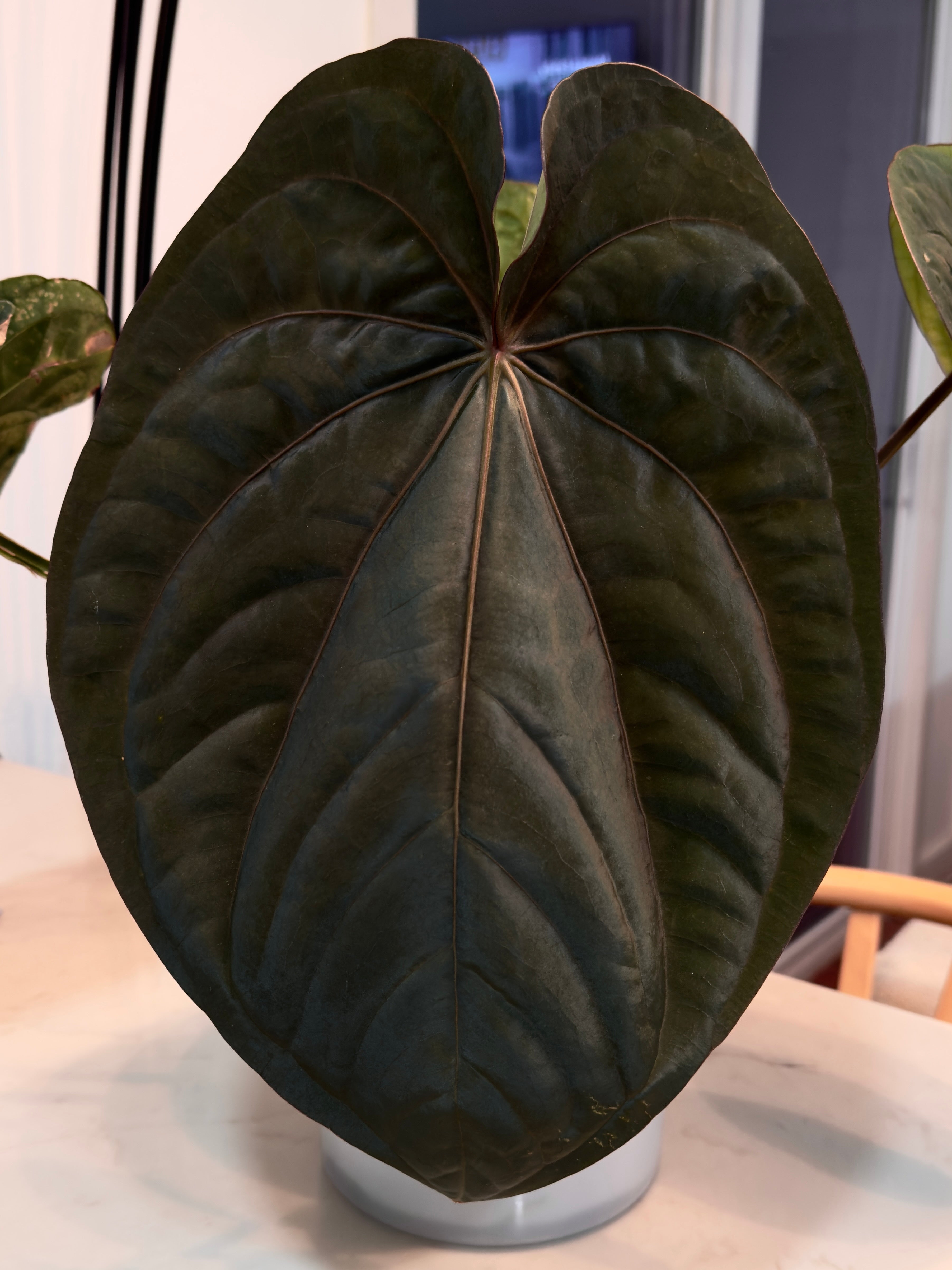 New Arrivals – PhytoRot Plant Company