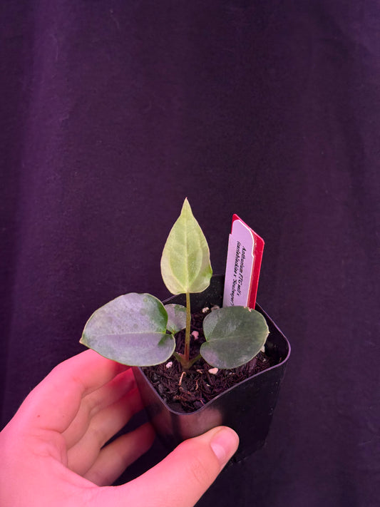 (#849) Anthurium FTG s1 x (carlablackiae x "Soul Reaper")