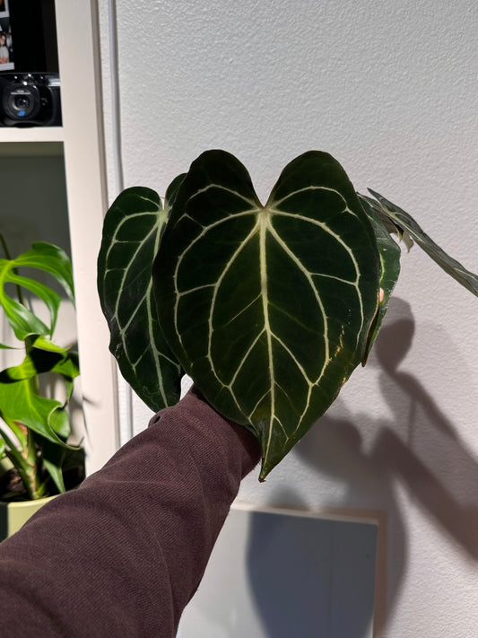 Anthurium carlablackiae “T1” x “PM1”