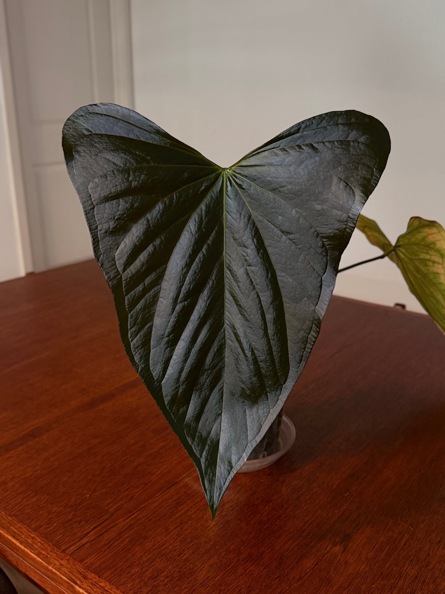 (#1459) ✨NEW✨Anthurium antolakii (BVEP) x NOID “Not Napo”