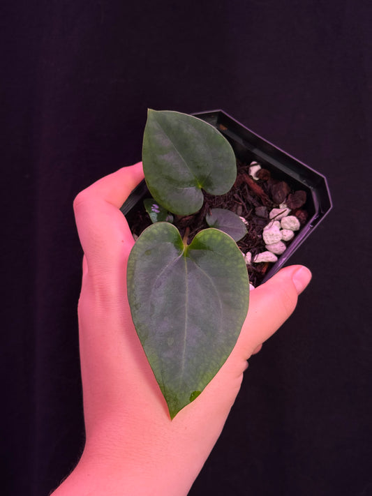 (#834) Anthurium gx. "World War"
