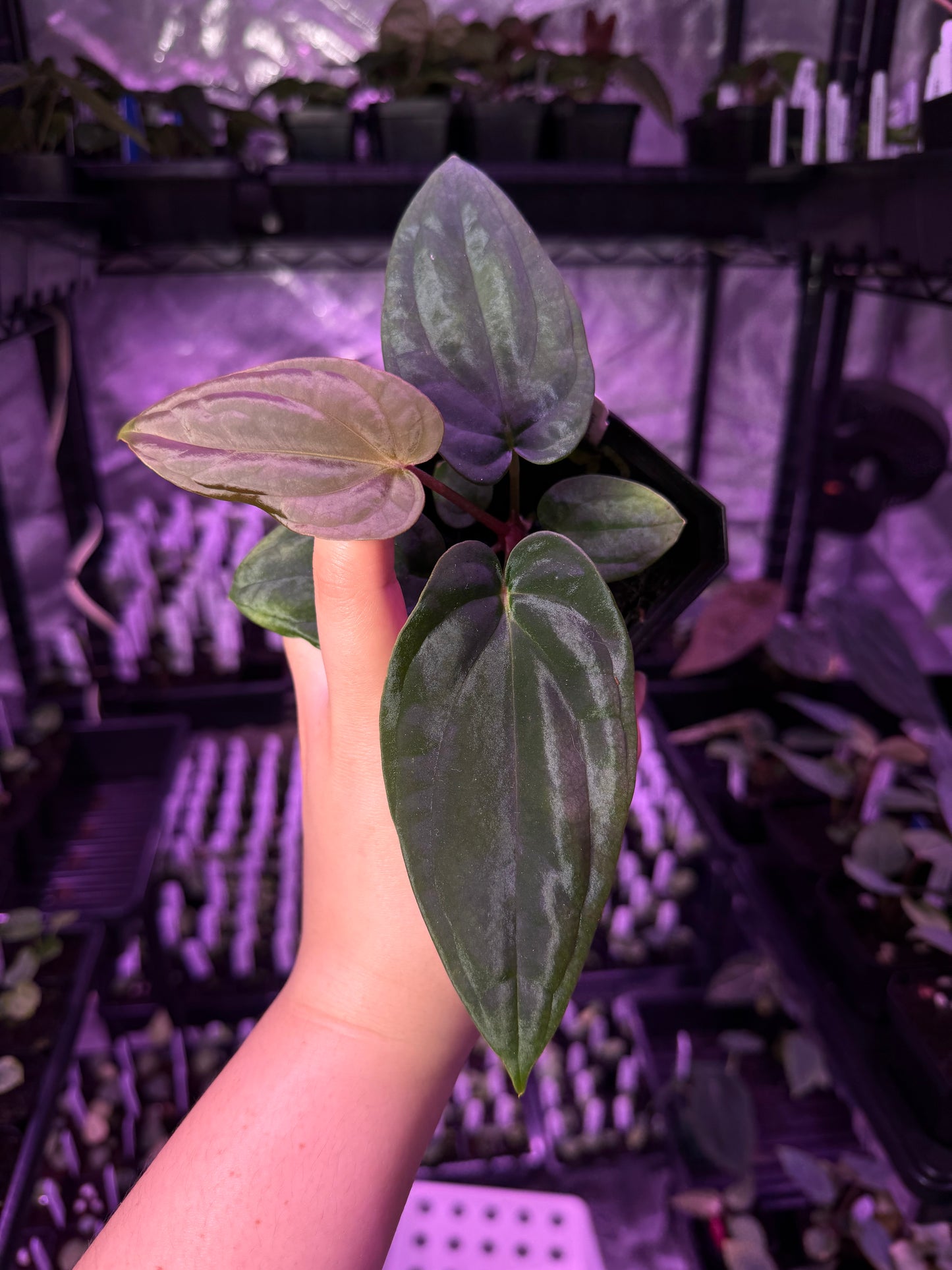 Growers Choice: Anthurium antolakii “T1” x antolakii “Tezula f4” seedling