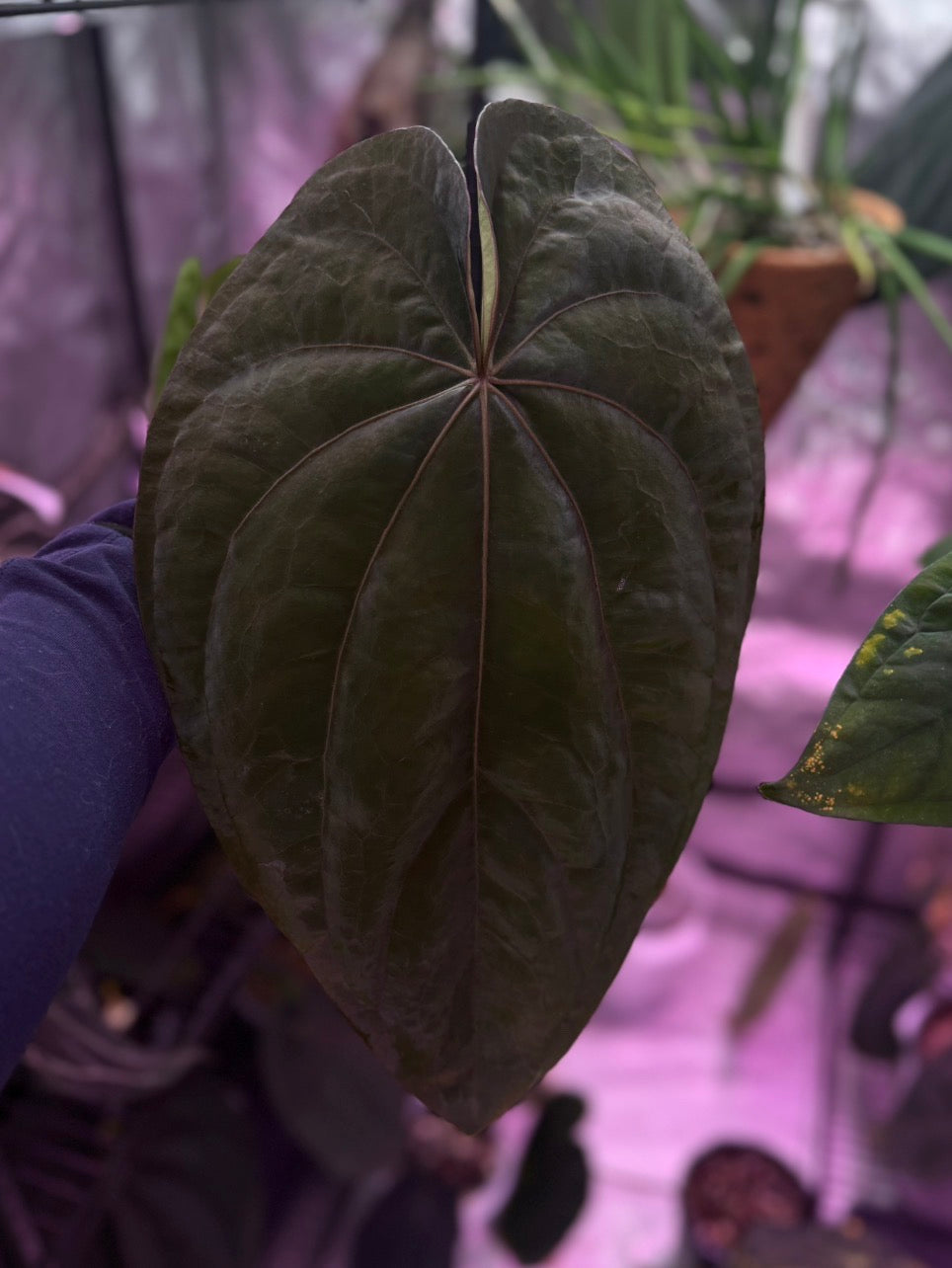 Anthurium dressleri F2 dark clone x “Black” by Granthuriums