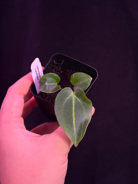 (#859) Anthurium carlablackiae “T1” x carlablackiae "PM1"