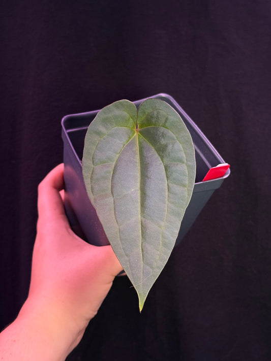 (#854) *select* Anthurium (papillilaminum x BVEP) x (Red Crystallinum x debilis)
