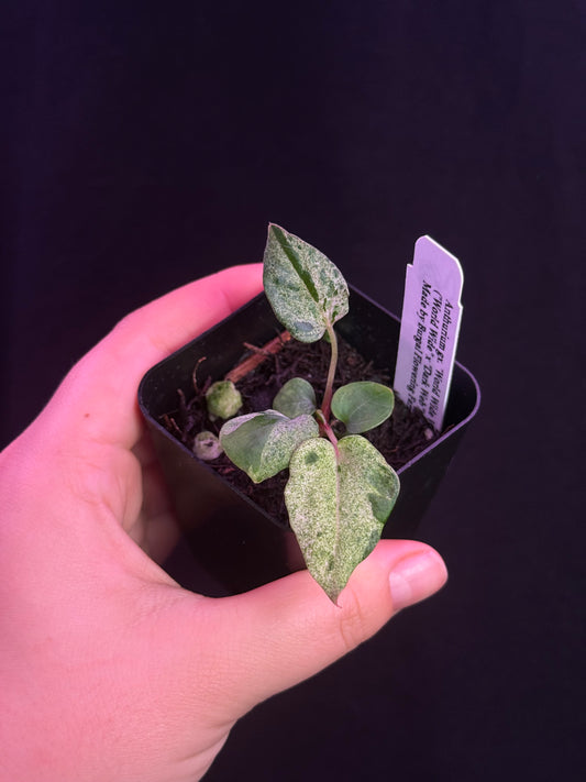 (#860) Variegated A. gx. “World Wide Web”