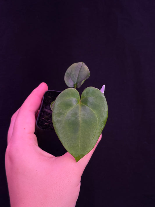(#829) Anthurium (AOS x BVEP) x papillilaminum "Voldemort"