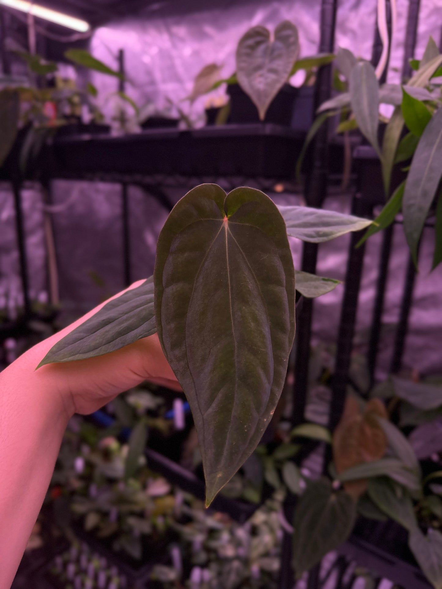 Growers Choice: Anthurium antolakii “T1” x antolakii “Tezula f4” seedling