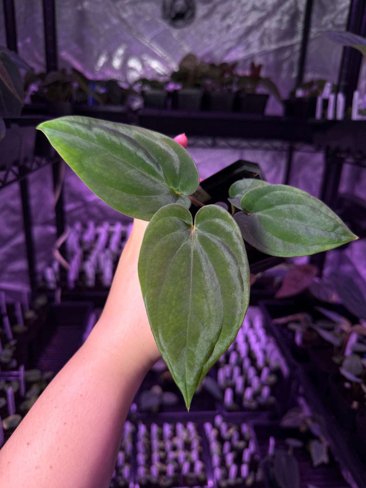 Growers Choice: Anthurium antolakii “T1” x antolakii “Tezula f4” seedling