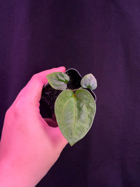(#856) Anthurium (AOS x BVEP) x papillilaminum "Voldemort"