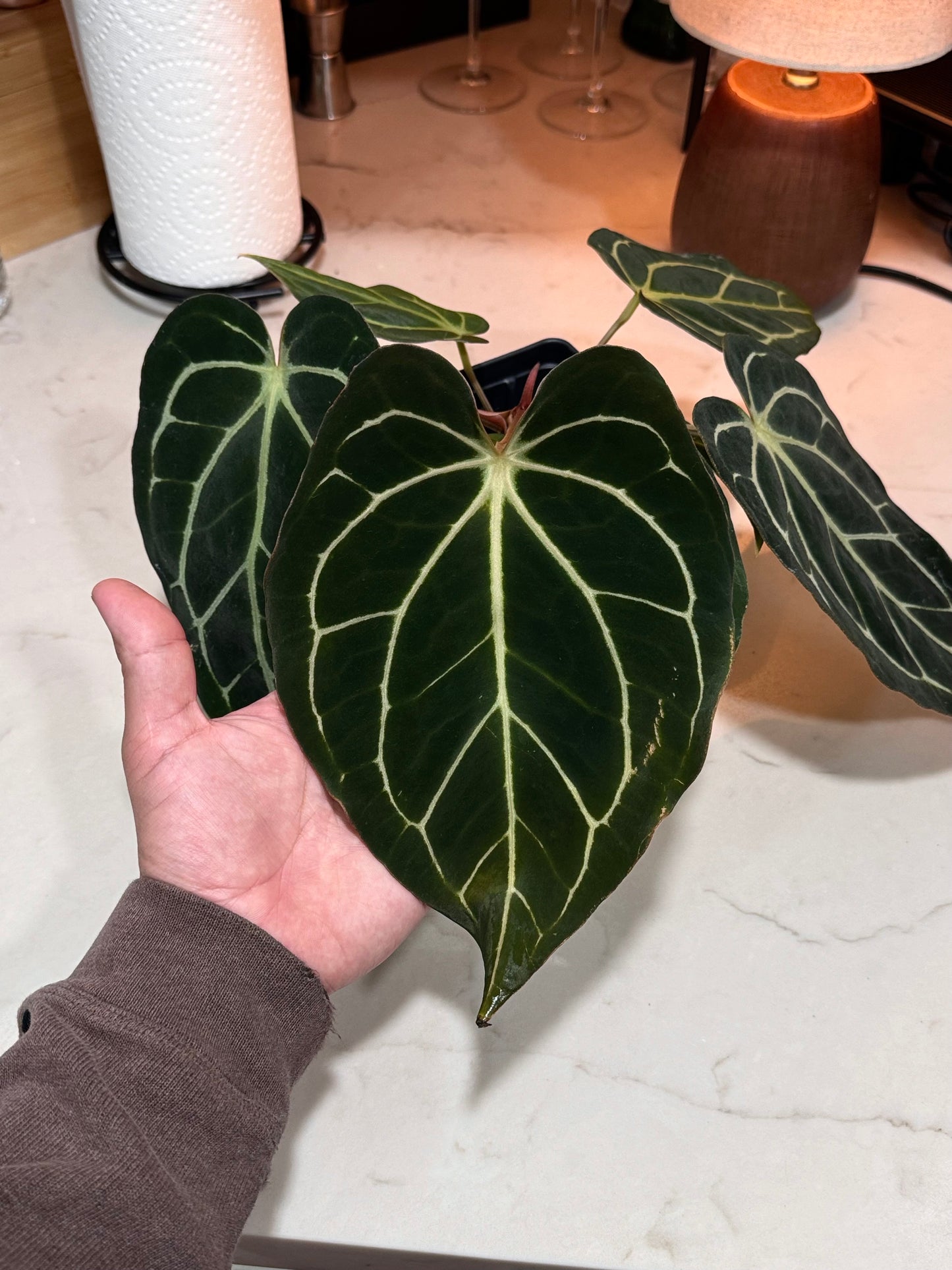 Anthurium carlablackiae “T1” x “PM1”