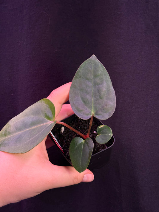 (#825) Anthurium (carla x (cerro x pap)) x carlablackiae (SKG) seedling