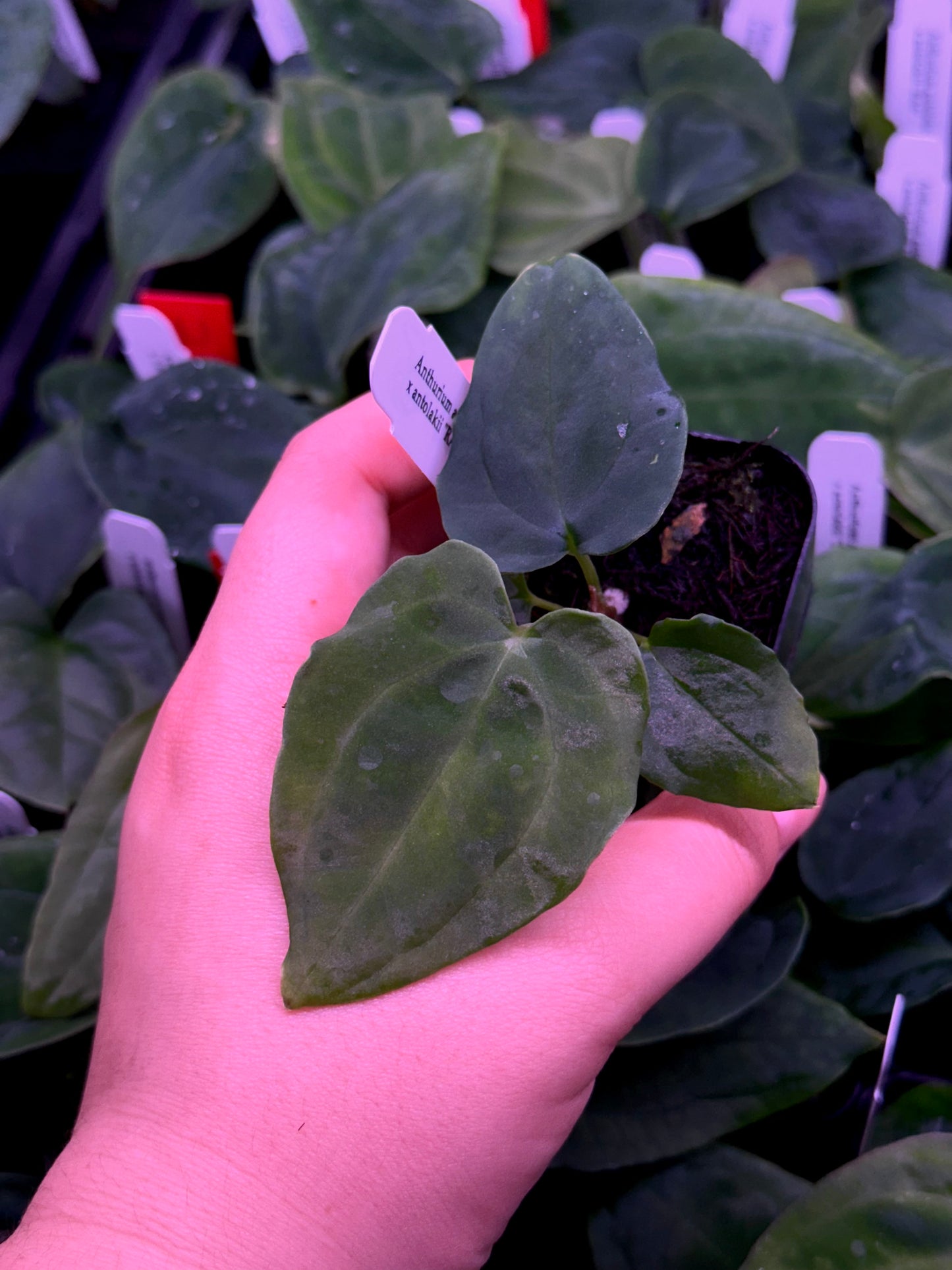 ❕NEW❕Growers choice: Anthurium antolakii “T1” x “RA5”