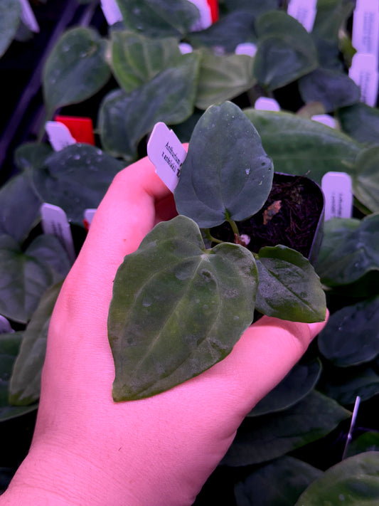 ❕NEW❕Growers choice: Anthurium antolakii “T1” x “RA5”