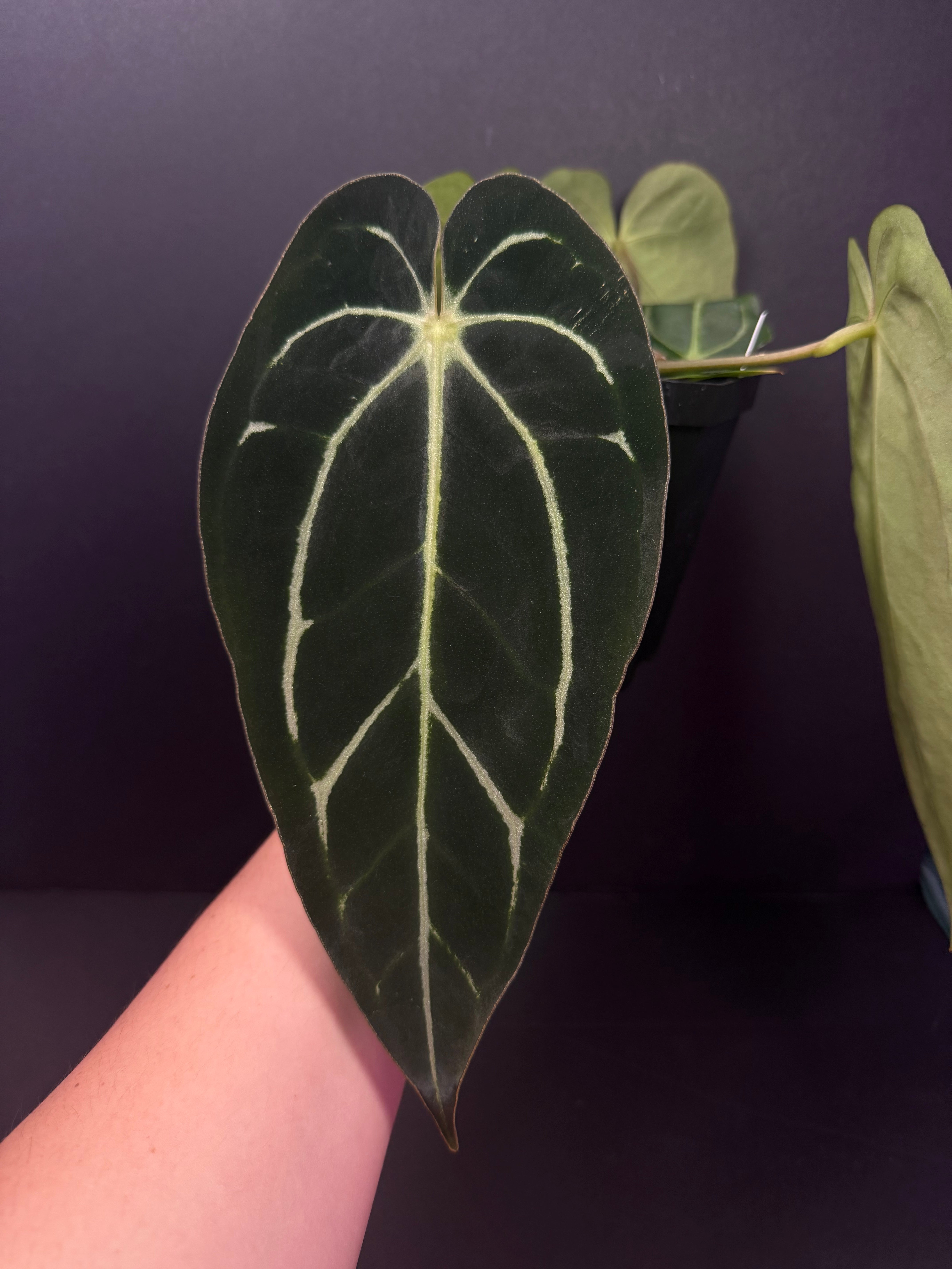 Our favorites – PhytoRot Plant Company