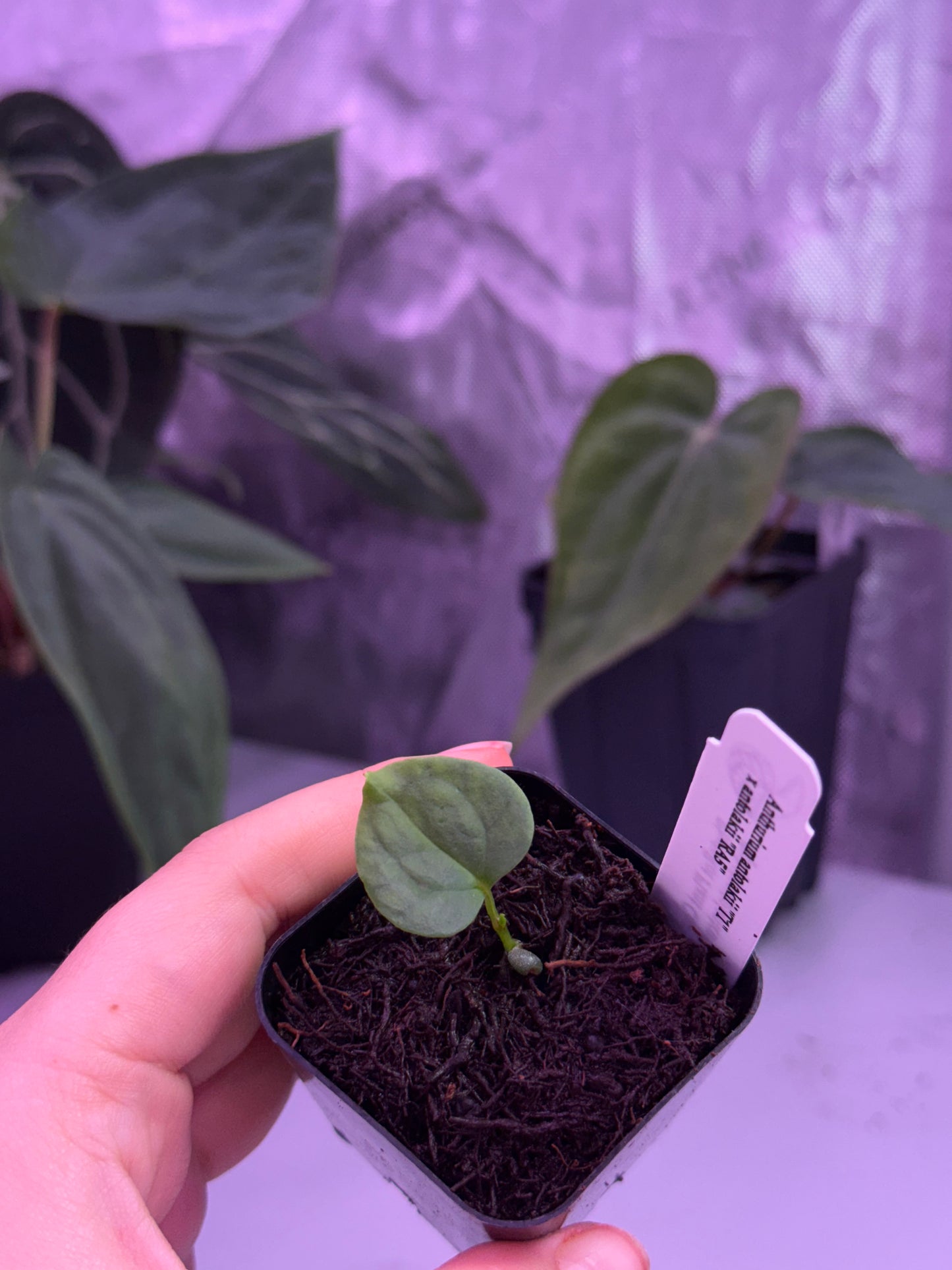 (#1551) Anthurium antolakii (BVEP) “T1” x RA5