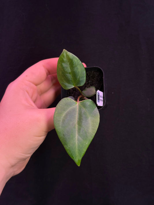 (#835) NEW Anthurium gx. "World Wide Web"