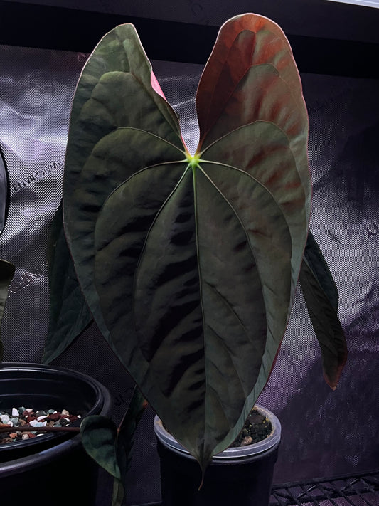 Growers choice: papillilaminum x (pap x antolakii)
